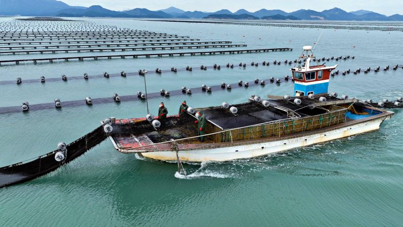 [장흥=뉴시스]장흥무산김 채취