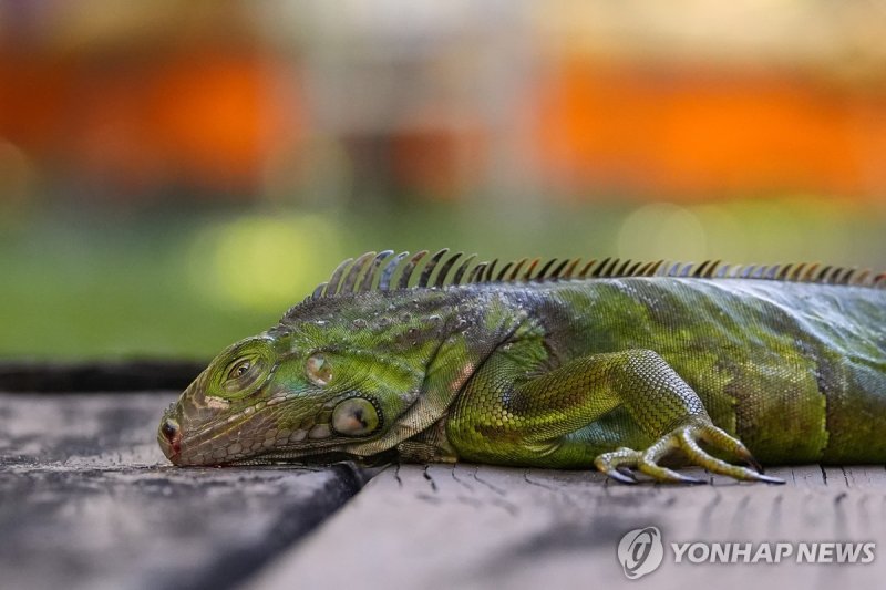 미국 플로리다주 남부에서 추위에 기절한 이구아나 (출처=연합뉴스)