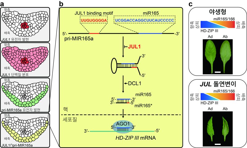 miR165 생합성 조절을 통한 관다발 유래 RNA 결합 단백질의 잎-관다발 발달 통합 모델. (포항공대 박소영 대학원생 제공) /뉴스1