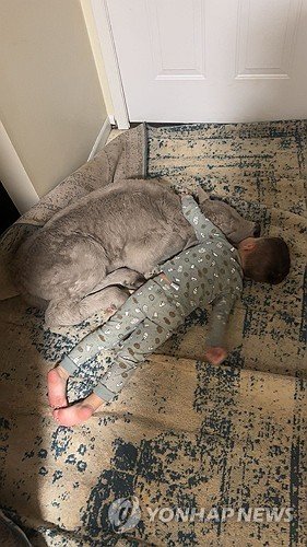 송아지를 껴안고 있는 3살 아이 그레고리 (출처=연합뉴스)