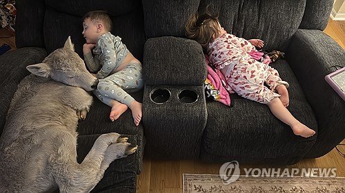 혹한에 태어난 송아지 집안 들였더니…소파서 아이들과 낮잠 (출처=연합뉴스)