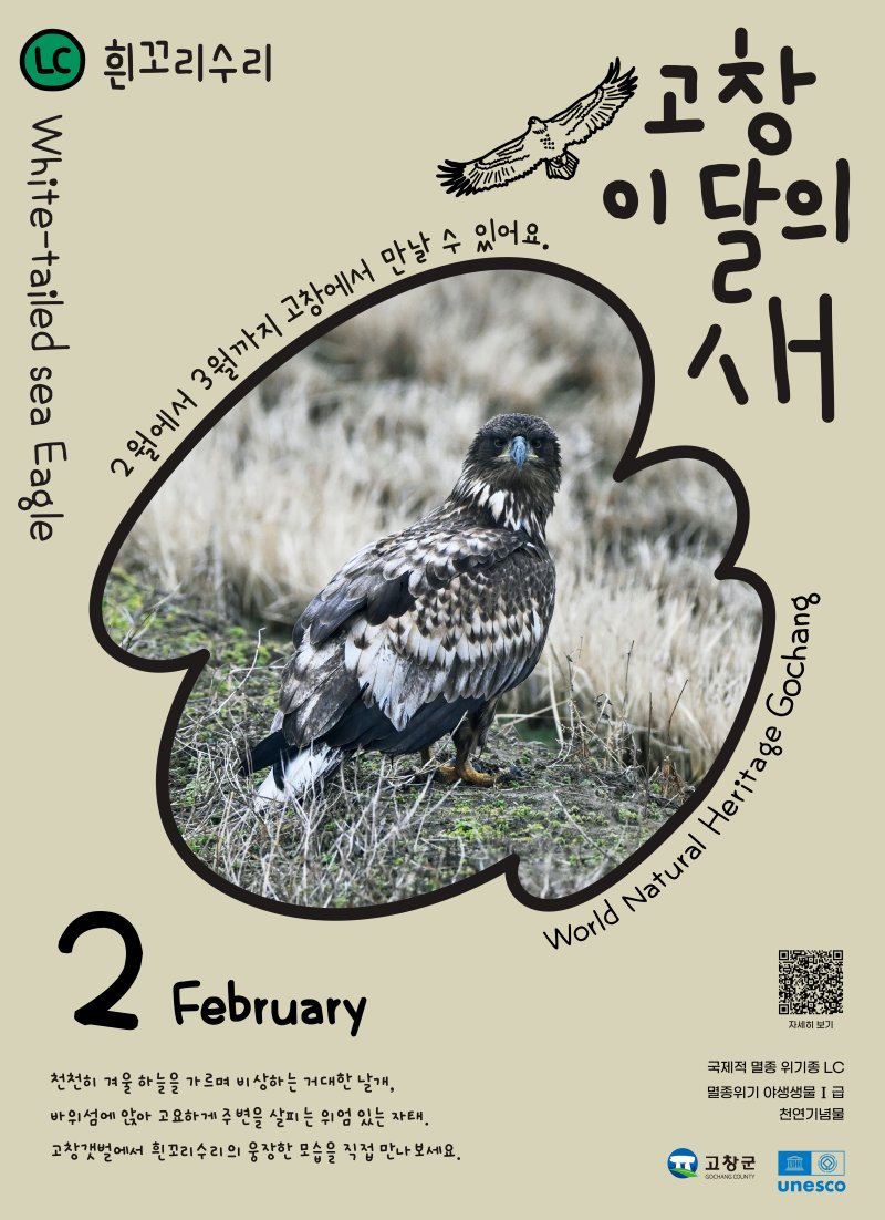 고창군이 2월 이달의 새로 흰꼬리수리를 선정했다.(고창군 제공. 재판매 및 DB금지)