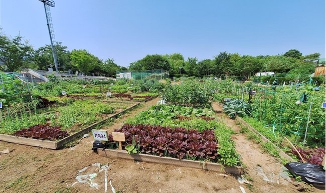 공영텃밭(인천 부평구 제공/뉴스1)