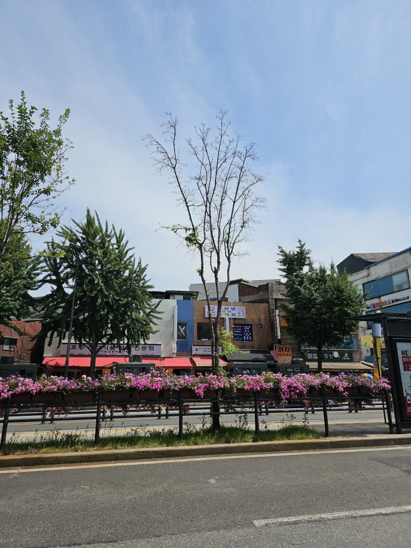 가로수 제설제 피해 이팝나무(산림청 국립산림과학원 제공.재판매 및 DB 금지)/뉴스1