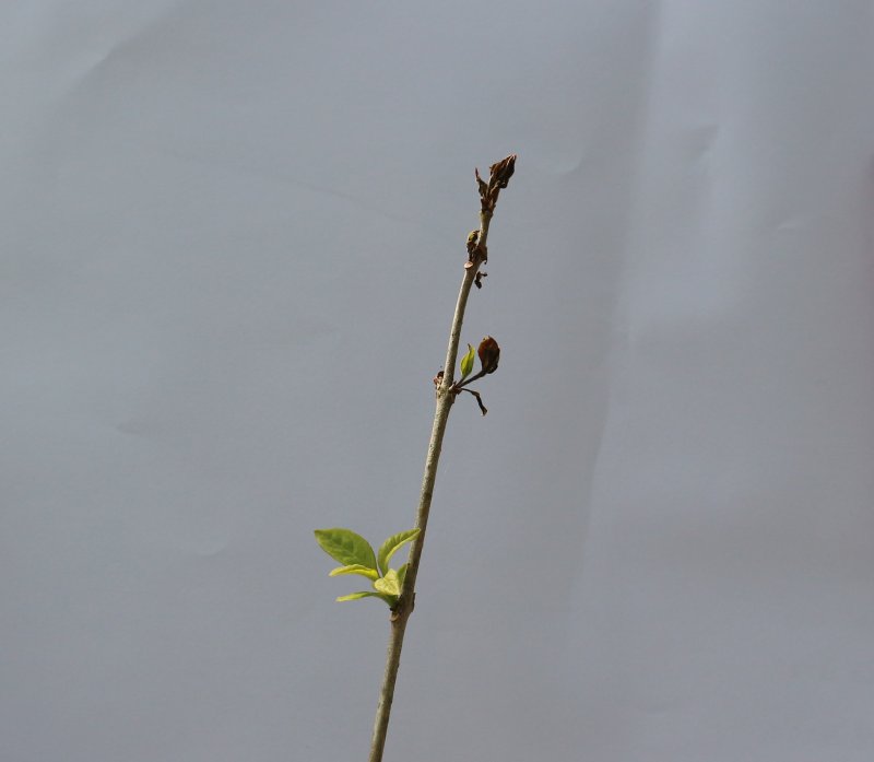 [대전=뉴시스] 제설제로 인한 이팝나무의 피해모습. 잎눈이 마르면서 고사한다.(사진=국립산림과학원 제공) *재판매 및 DB 금지