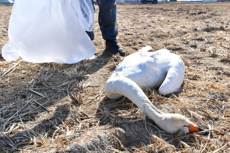 25일 경북 포항시 북구 흥해읍 들녘에서 쳔연기념물 201-2호이자 멸종위기야생생물 II급인 큰고니가 한마리가 죽은 채 발견됐다. 신고를 받고 출동한 포항시는 사체를 수거해 고병원성 조류독감(H5N1)감염 여부 등 역학조사에 착수했다. 2026.1.25/뉴스1 ⓒ News1 최창호 기자