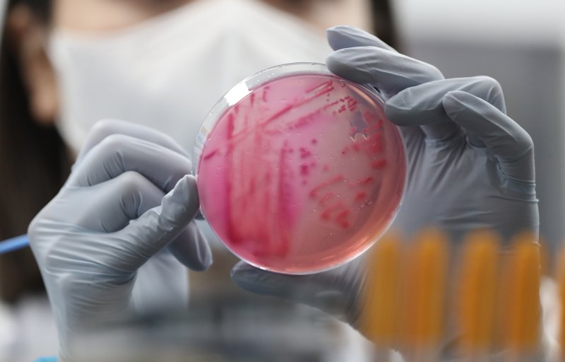 식중독균 배양검사 장면(자료사진)/뉴스1 ⓒ News1