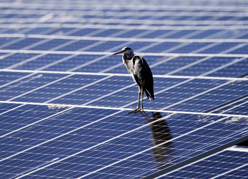 [남해=뉴시스]차용현 기자 = 완연한 가을 날씨를 보인 13일 오후 왜가리 한 마리가 경남 남해읍 인근 갈대밭에 들어선 태양광 패널 위에 앉아 휴식을 취하고 있다. 2020.10.13. con@newsis.com