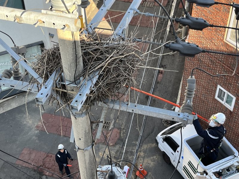 까치집 철거 (출처=연합뉴스)