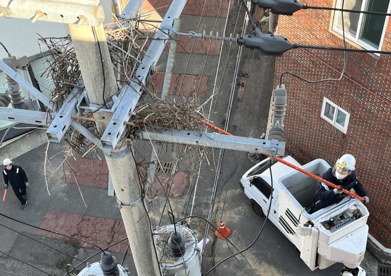 철거 되는 까치집 (출처=연합뉴스)