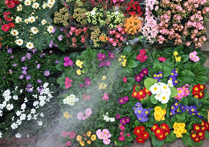 절기상 입춘(立春)인 4일 서울 서초구 양재화훼단지에서 관계자가 프리뮬러 등 다양한 꽃모종에 물을 주고 있다. 2026.2.4/뉴스1 ⓒ News1 구윤성 기자