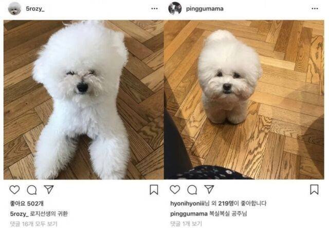 하정우&middot;차정원 9년 만났나…비숑 열애설 재조명