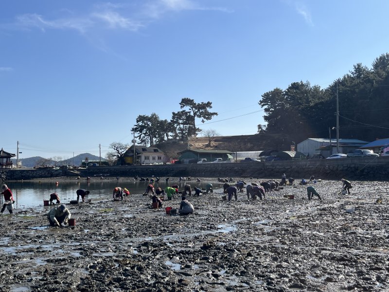 [고성(경남)=뉴시스] 신정철 기자= 경남 고성군 하일면 가룡마을의 '2026년 첫 바지락·조개캐기' 체험행사가 200여 명의 주민·관광객이 참여한 가운데 성황리에 개최됐다.사진은 지난 3일 자란만의 청정해역인 하일면 가룡마을 해안가에서 개최된 '2026년 첫 바지락·조개캐기' 체험행사 모습.(사진=고성군 제공).2026.02.05. photo@newsis.com *재판매 및 DB 금지