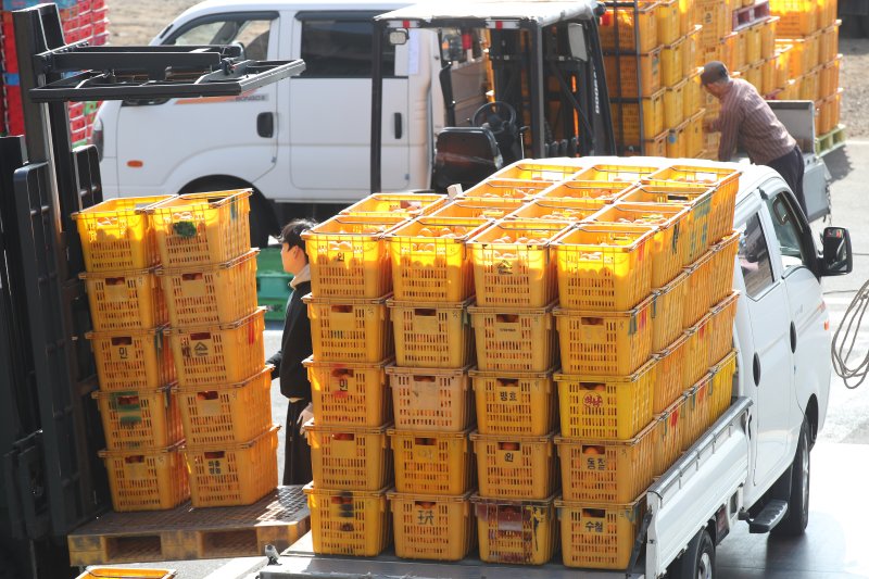 [서귀포=뉴시스] 우장호 기자 = 5일 제주 서귀포시 색달동 중문농업협동조합 유통사업소에서 만감류 대표 품종인 레드향 선과 및 포장 작업이 이뤄지고 있다. 2012년 한·미 자유무역협정(FTA) 발효 당시 144%였던 미국산 만다린 수입 관세율은 매년 9.6%씩 단계적으로 인하돼 올해부터는 완전히 폐지됐다. 미국산 만다린은 주로 1~6월 국내에 유통되는데 이 시기는 제주 만감류 출하 시기와 겹쳐 가격 하락과 수익 감소가 우려되는 상황이다. 2026.02.05. woo1223@newsis.com