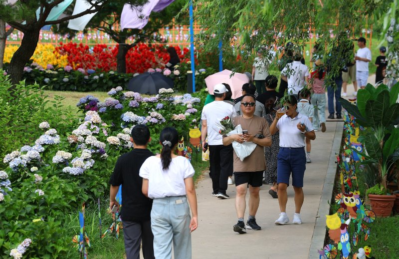 [강진=뉴시스] 강진 수국길 축제 (사진=강진군 제공)
