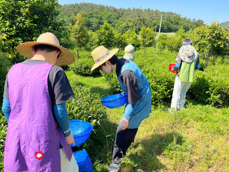 [강진=뉴시스]지난 15일, 부산신도중학교 학생들이 강진 푸소 체험을 하고 있다.