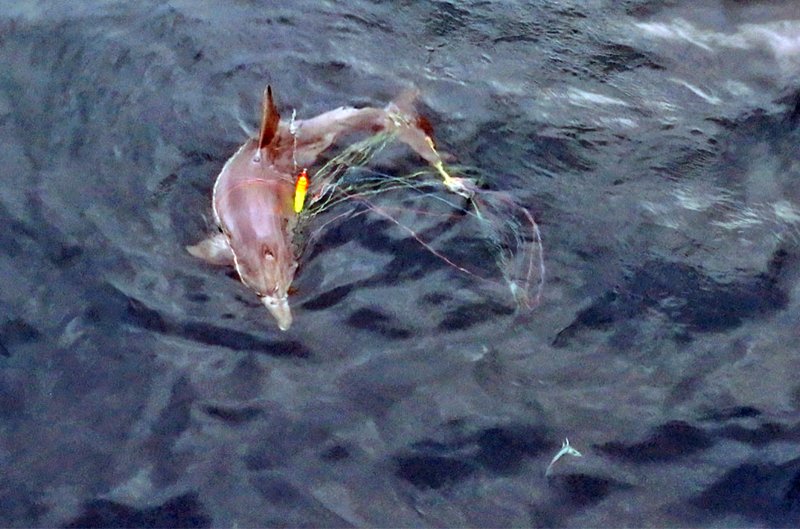 [제주=뉴시스] 지난해 5월14일 서귀포시 대정읍 신도리 해양보호구역 인근에서 낚싯줄에 감긴 채 발견된 남방큰돌고래 '종달'의 마지막 모습. 사진은 해양시민과학센터 파란이 5일 발표한 '대정읍 남방큰돌고래 서식지 위협요인 조사 결과 발표' 보고서의 게시됐다. 촬영자는 돌핀맨 이정준씨. 2026.02.05. photo@newsis.com