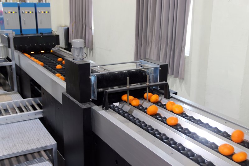 5일 제주 서귀포시 색달동 농협 중문감귤거점산지유통센터에서 레드향 선별 작업이 진행 중이다.2026.2.5/뉴스1 ⓒ News1 홍수영 기자