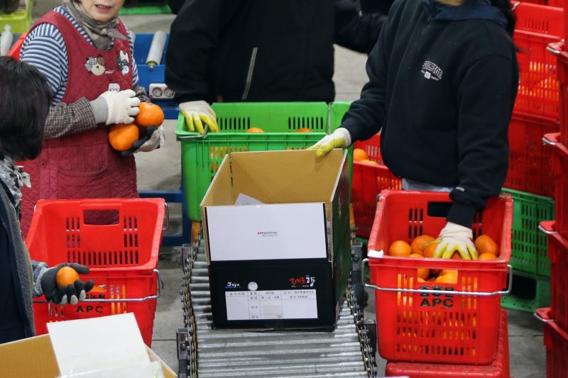 5일 제주 서귀포시 색달동 농협 중문감귤거점산지유통센터에서 레드향 출하 작업이 한창이다.2026.2.5/뉴스1 ⓒ News1 홍수영 기자