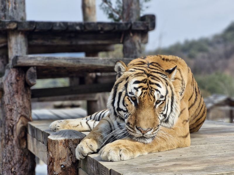 국립백두대간수목원 백두산호랑이 `태범`