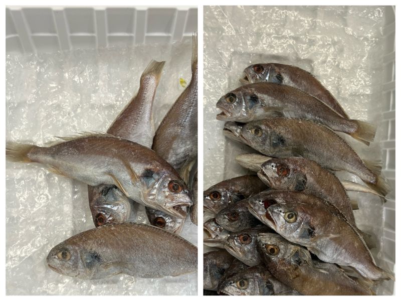 손질되기 전의 굴비(왼쪽)와 손질이 완료된 굴비의 모습. 사진=김현지 기자