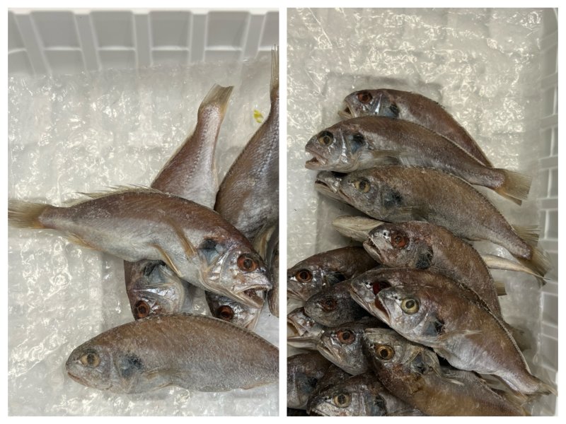 손질되기 전의 굴비(왼쪽)와 손질이 완료된 굴비의 모습