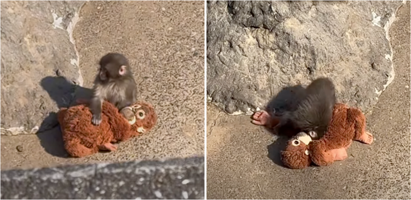 일본에서 어미에게 버림받은 새끼 원숭이가 오랑우탄 인형을 어미처럼 의지하는 모습이 온라인에 공개된 뒤 화제가 됐다. /사진=X 캡처