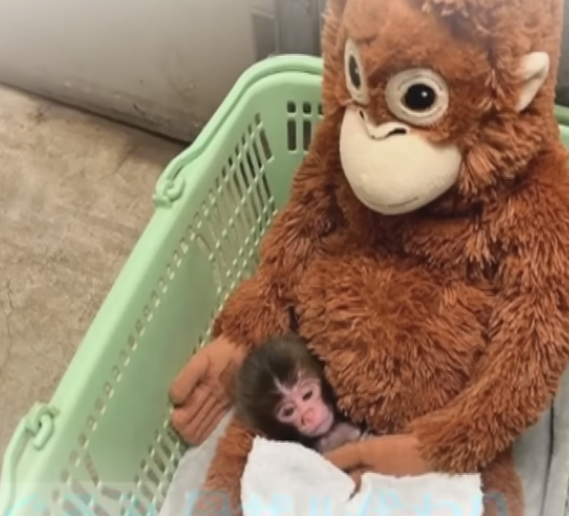 어미 없는 日 새끼 원숭이, 인형 끌어안은 모습 화제