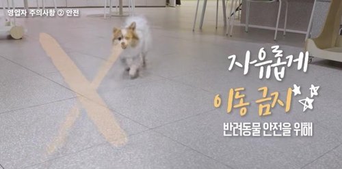 반려동물 동반출입 음식점, 반드시 지켜주세요! (출처=연합뉴스)