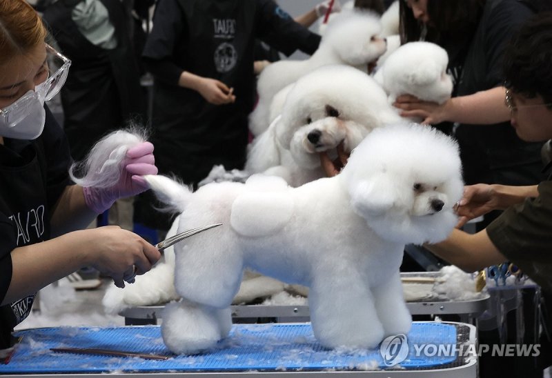 애견 미용 콘테스트 (출처=연합뉴스)