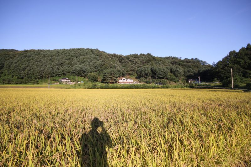 /사진=안효원씨 제공