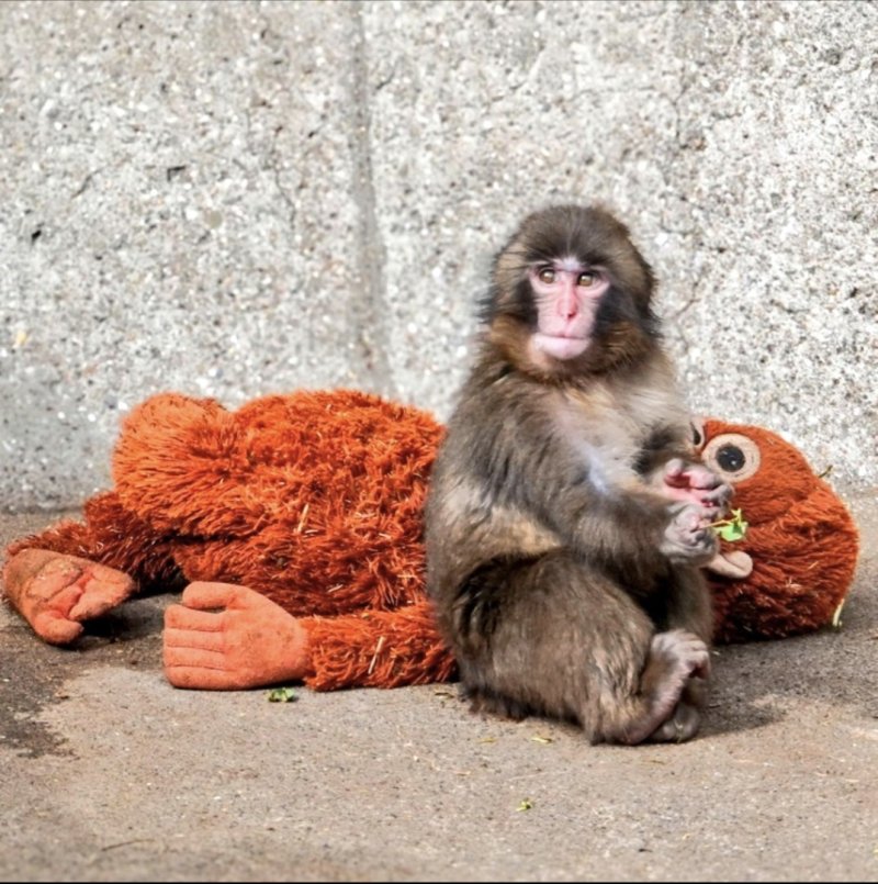 [서울=뉴시스]엄마 대신 인형을 끌고 다니는 새끼 원숭이 펀치.(사진출처: 엑스 캡처) 2026.02.18.