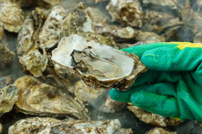 장흥에서 맛볼 수 있는 자연산 굴구이