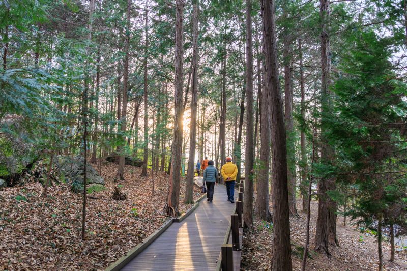 정남진 편백숲 우드랜드 나무데크길