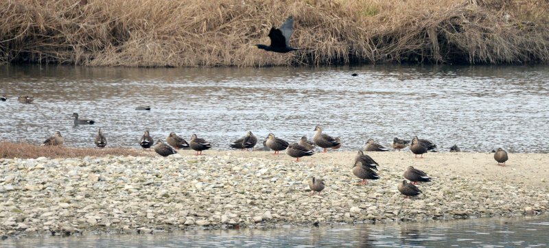 [전주=뉴시스] 김얼 기자 = 전북 전주시 송천동 전주천 하류를 찾은 철새들이 휴식을 취하고 있다. 2025.12.16. pmkeul@newsis.com