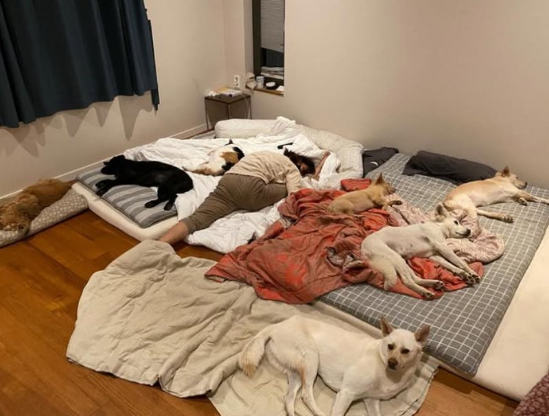 이효리 "가장 행복했던 순간"…반려동물들과 추억 공유 [N샷]