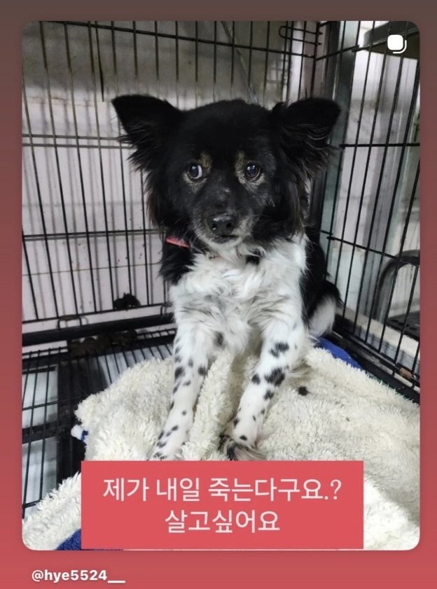 "안락사 30분 전 혹시 몰라" 서동주, 유기견 '긴급 구조' 요청