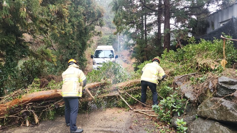 강풍특보가 발효된 2일 제주시 조천읍 한 도로에서 쓰러진 나무를 119 대원이 제거하고 있다. /사진=제주도소방안전본부 제공