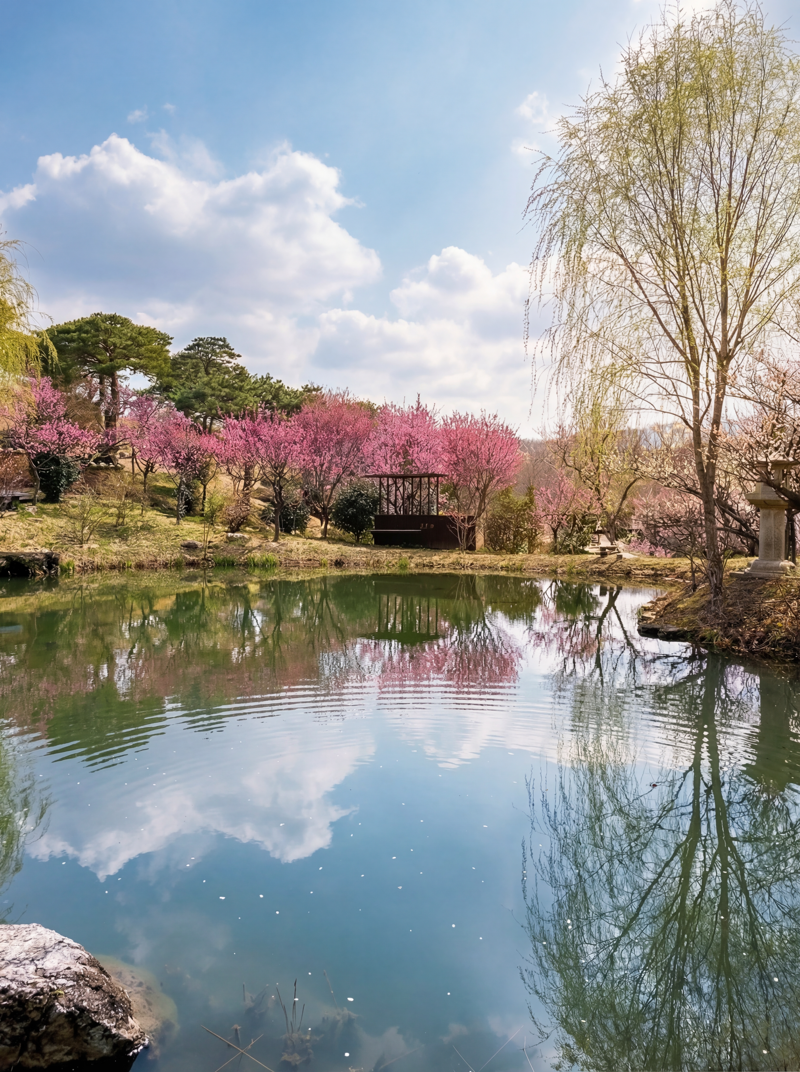 홍매화가 만개한 한국식 정원 '유원'의 풍경. 사유원 제공