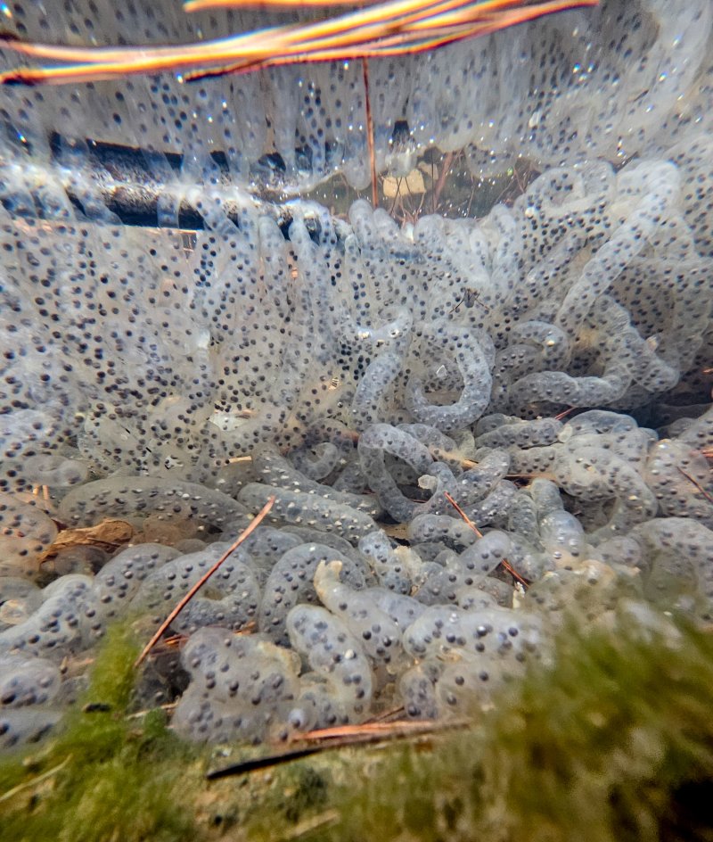 [제주=뉴시스] 우장호 기자 = 절기상 경칩을 하루 앞둔 4일 오전 제주시 애월읍 계곡의 한 물웅덩이에 도롱뇽 알주머니가 부화를 기다리고 있다.제주도롱뇽은 1월 말부터 4월 말까지 작은 개울이나 물웅덩이에 알을 낳으며 투명하고 길쭉한 알주머니에는 약 100여 개의 알이 들어있다. 2026.03.04. woo1223@newsis.com