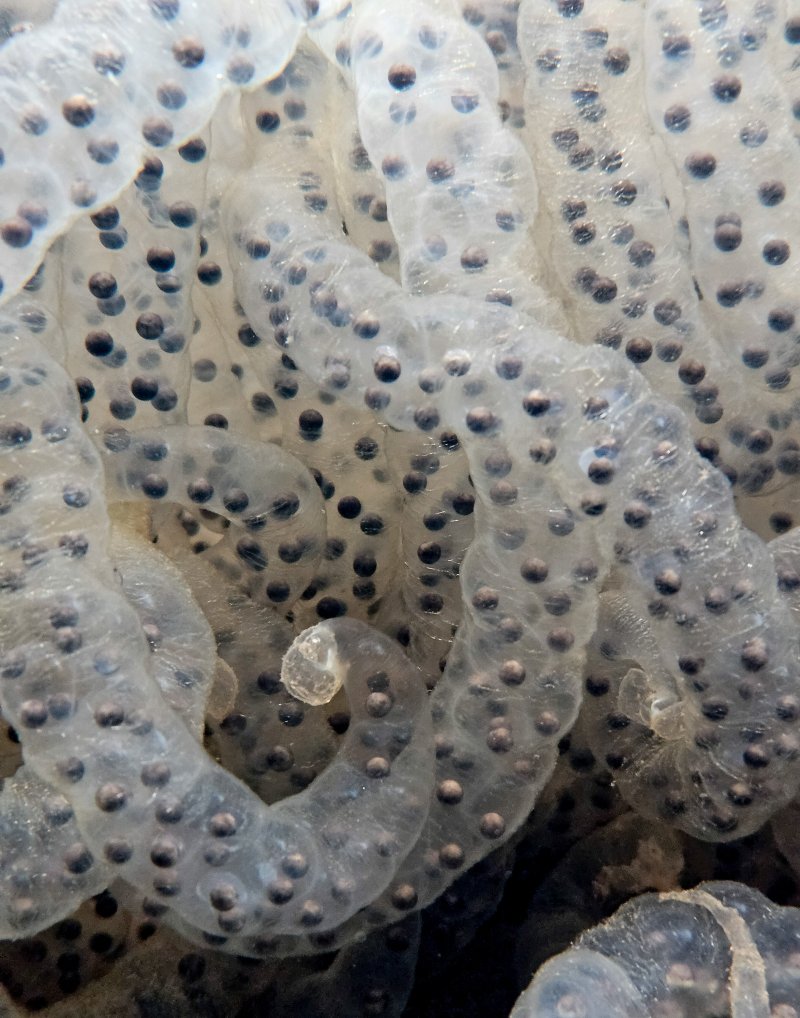 [제주=뉴시스] 우장호 기자 = 절기상 경칩을 하루 앞둔 4일 오전 제주시 애월읍 계곡의 한 물웅덩이에 도롱뇽 알주머니가 부화를 기다리고 있다.제주도롱뇽은 1월 말부터 4월 말까지 작은 개울이나 물웅덩이에 알을 낳으며 투명하고 길쭉한 알주머니에는 약 100여 개의 알이 들어있다. 2026.03.04. woo1223@newsis.com