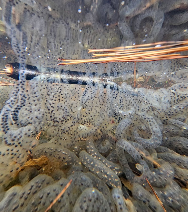 [제주=뉴시스] 우장호 기자 = 절기상 경칩을 하루 앞둔 4일 오전 제주시 애월읍 계곡의 한 물웅덩이에 도롱뇽 알주머니가 부화를 기다리고 있다. 제주도롱뇽은 1월 말부터 4월 말까지 작은 개울이나 물웅덩이에 알을 낳으며 투명하고 길쭉한 알주머니에는 약 100여 개의 알이 들어있다. 2026.03.04. woo1223@newsis.com