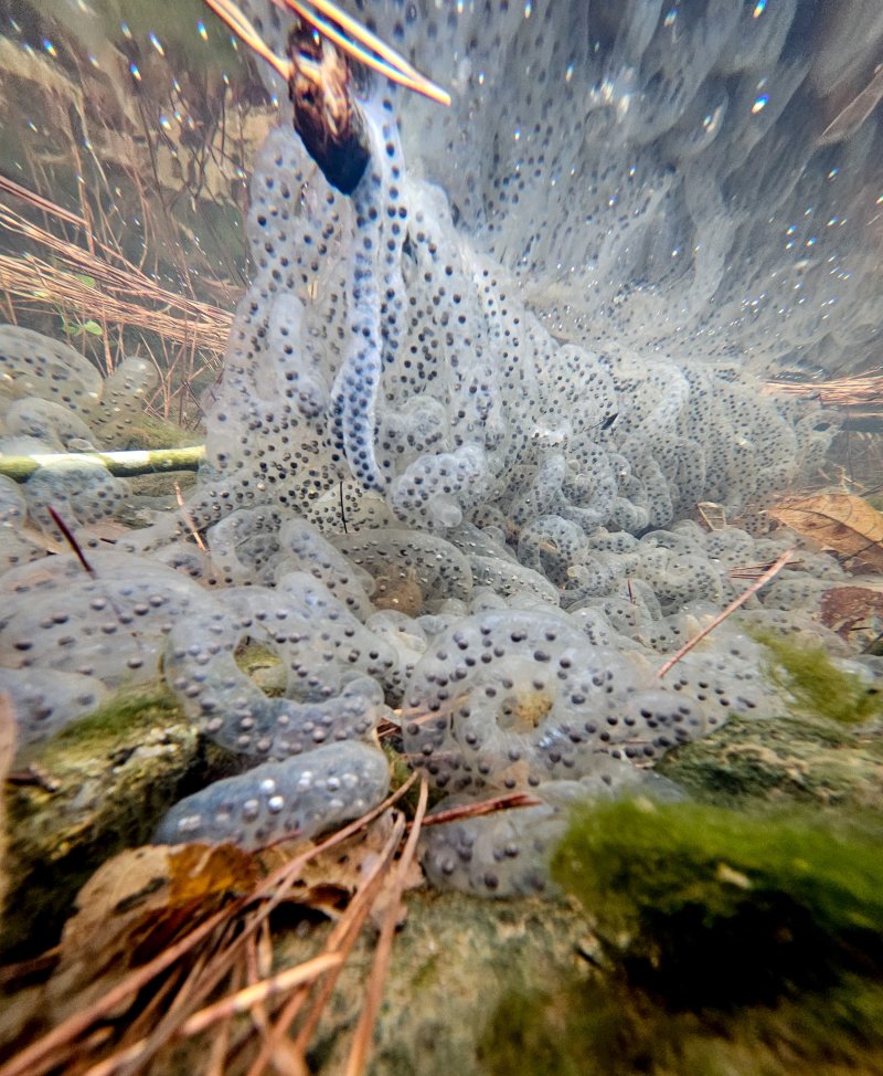 [제주=뉴시스] 우장호 기자 = 절기상 경칩을 하루 앞둔 4일 오전 제주시 애월읍 계곡의 한 물웅덩이에 도롱뇽 알주머니가 부화를 기다리고 있다.제주도롱뇽은 1월 말부터 4월 말까지 작은 개울이나 물웅덩이에 알을 낳으며 투명하고 길쭉한 알주머니에는 약 100여 개의 알이 들어있다. 2026.03.04. woo1223@newsis.com