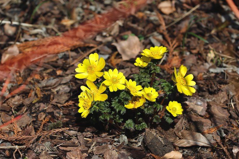 천리포수목원 화단에서 꽃을 피운 복수초(수목원 제공. 재판매 및 DB금지)2026.3.4/뉴스1
