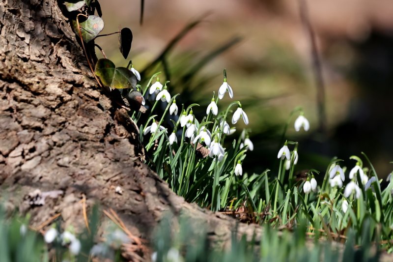 천리포수목원 화단에서 꽃을 피운 설강화(수목원 제공. 재판매 및 DB금지)2026.3.4/뉴스1