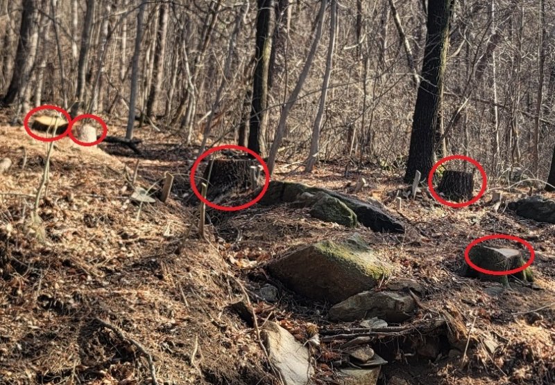 충북 청주 상당산성 옛길에 베어진 나무.2026.3.3/뉴스1 임양규 기자