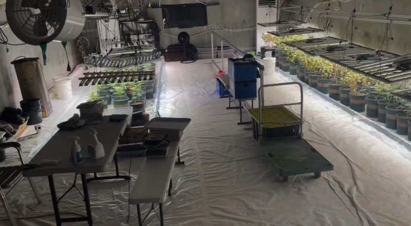 [수원=뉴시스] 지하벙커에서 재배하고 있던 대마. (사진=마약범죄 정부합동수사본부 제공) 2026.03.04. photo@newsis.com *재판매 및 DB 금지