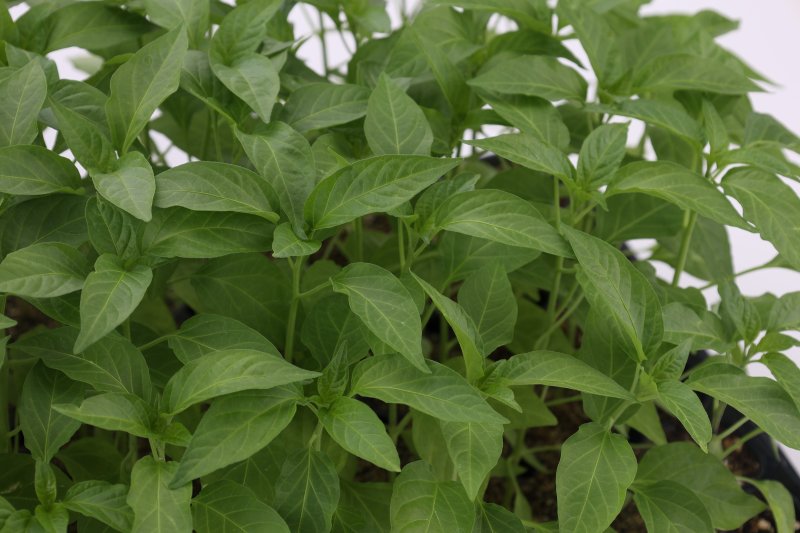 [세종=뉴시스] 잎 전용 고추 '원기2호'. (사진=농촌진흥청 제공) *재판매 및 DB 금지