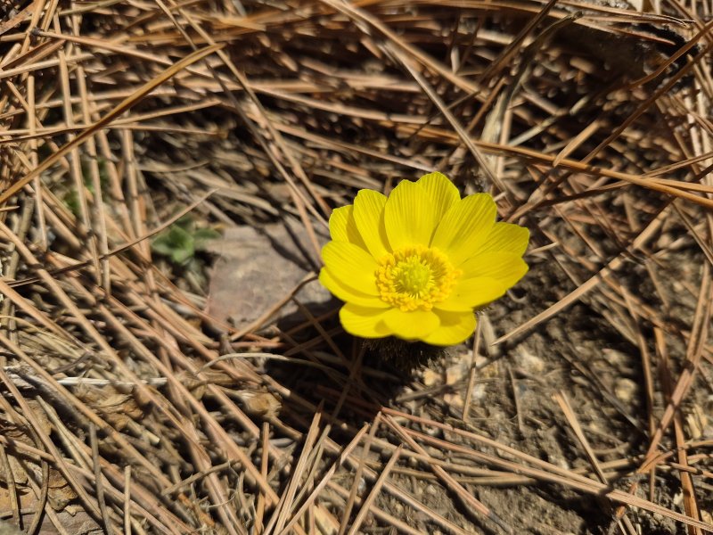 속리산서 개화한 복수초.(속리산국립공원사무소 제공. 재판매 및 DB금지)