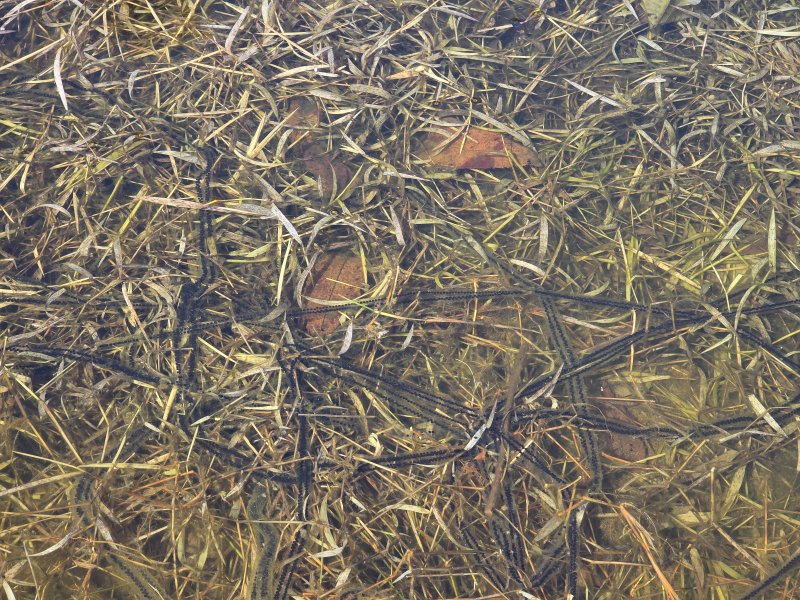 [청주=뉴시스] 충북 청주시 산남생태공원 내 두꺼비 알. (사진=청주시 제공) 2026.03.04. photo@newsis.com *재판매 및 DB 금지